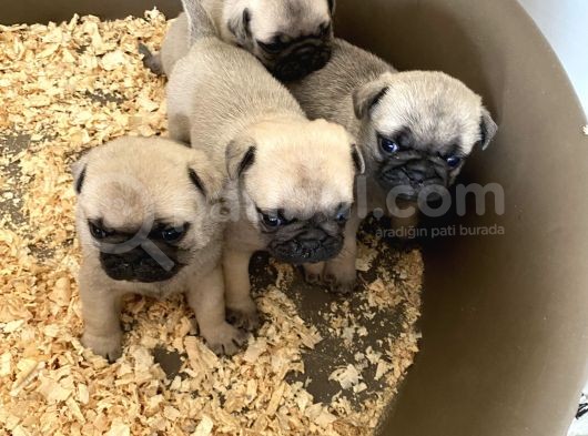 Pug Mops görsel