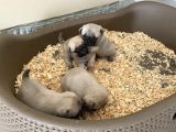 Pug Mops