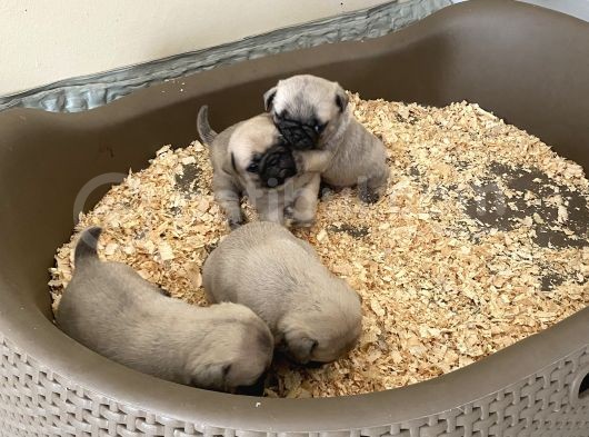 Pug Mops görsel