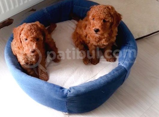 Baldan Tatlı Redbrown Toy Poodle Yavrularımız görsel