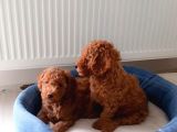 Baldan Tatlı Redbrown Toy Poodle Yavrularımız