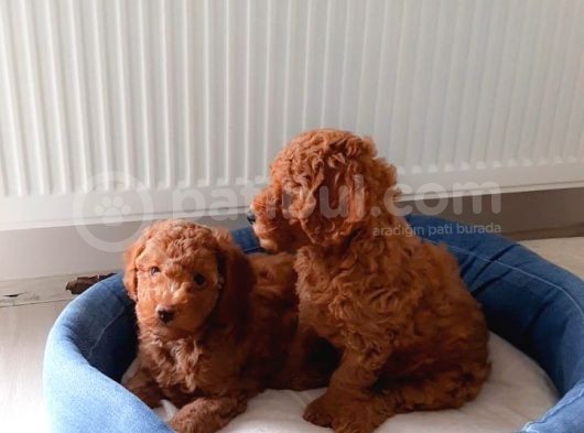 Baldan Tatlı Redbrown Toy Poodle Yavrularımız görsel