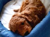 Baldan Tatlı Redbrown Toy Poodle Yavrularımız