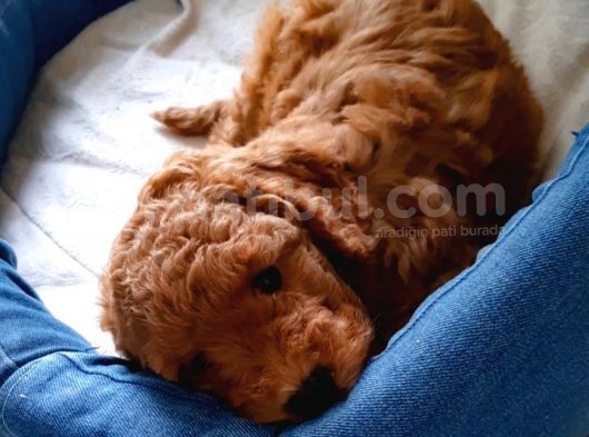 Baldan Tatlı Redbrown Toy Poodle Yavrularımız