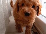 Süt Oğlan Toy Poodle Yavrumuz