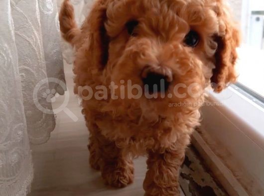 Süt Oğlan Toy Poodle Yavrumuz görsel