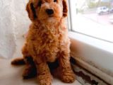 Süt Oğlan Toy Poodle Yavrumuz