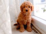 Süt Oğlan Toy Poodle Yavrumuz
