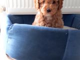 Süt Oğlan Toy Poodle Yavrumuz