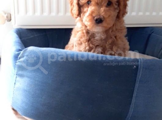 Süt Oğlan Toy Poodle Yavrumuz görsel