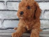 En Özel Renklerde Red Brown Toy Poodle Yavrularimiz