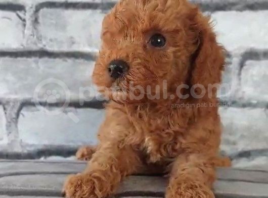 En Özel Renklerde Red Brown Toy Poodle Yavrularimiz görsel