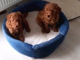 Baldan Tatlı Redbrown Toy Poodle Yavrularımız