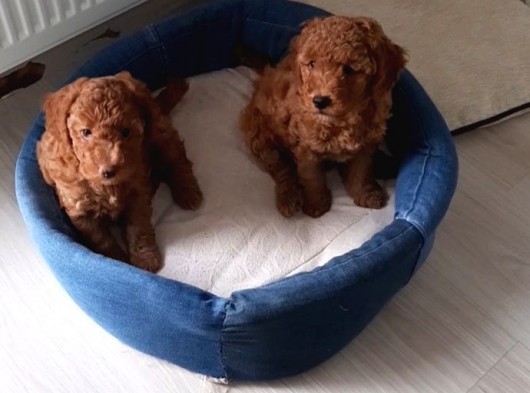 Baldan Tatlı Redbrown Toy Poodle Yavrularımız görsel