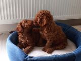 Baldan Tatlı Redbrown Toy Poodle Yavrularımız