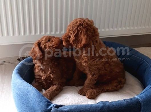 Baldan Tatlı Redbrown Toy Poodle Yavrularımız görsel