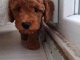 Baldan Tatlı Redbrown Toy Poodle Yavrularımız