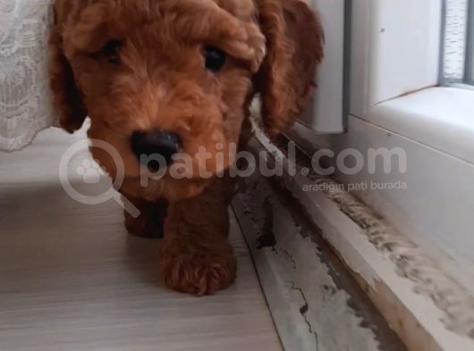 Baldan Tatlı Redbrown Toy Poodle Yavrularımız görsel
