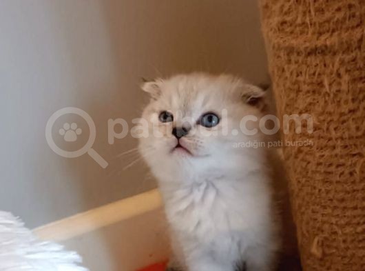 Orji̇nal Süper Kali̇te Scotti̇sh Fold Bluepoi̇nt görsel