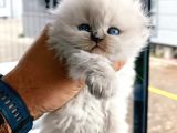 ORJİNAL SÜPER KALİTE SCOTTİSH FOLD BLUEPOİNT