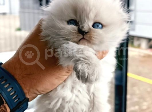 Orji̇nal Süper Kali̇te Scotti̇sh Fold Bluepoi̇nt