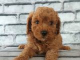EN ÖZEL RENKLERDE RED BROWN TOY POODLE YAVRULARIMIZ