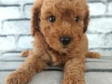 En Özel Renklerde Red Brown Toy Poodle Yavrularimiz