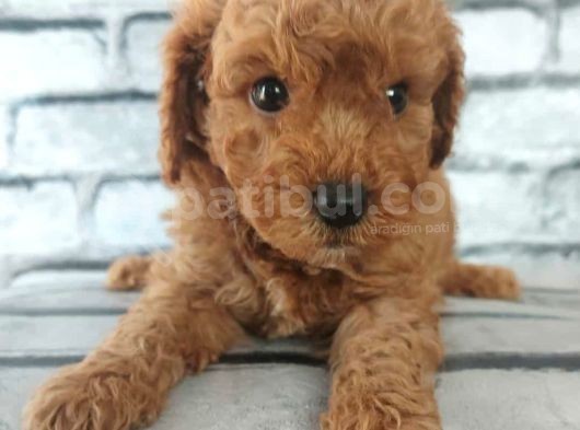En Özel Renklerde Red Brown Toy Poodle Yavrularimiz görsel