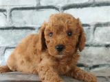 En Özel Renklerde Red Brown Toy Poodle Yavrularimiz