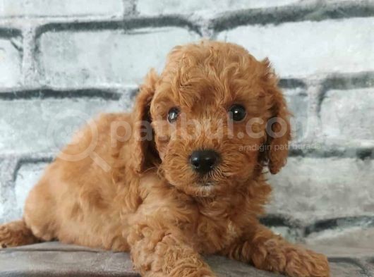 En Özel Renklerde Red Brown Toy Poodle Yavrularimiz görsel