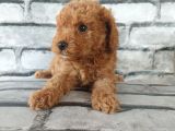 En Özel Renklerde Red Brown Toy Poodle Yavrularimiz