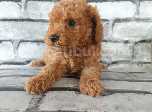 En Özel Renklerde Red Brown Toy Poodle Yavrularimiz görsel