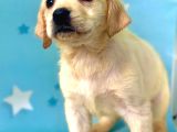 Muhteşem Labrador Retriever Dişi Ve Erkek Yavrularımız
