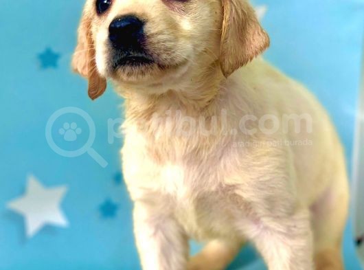 Muhteşem Labrador Retriever Dişi Ve Erkek Yavrularımız görsel