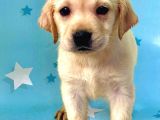 muhteşem Labrador Retriever Dişi ve Erkek yavrularımız