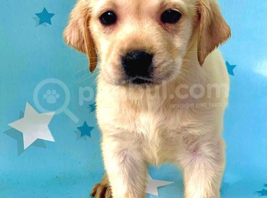 Muhteşem Labrador Retriever Dişi Ve Erkek Yavrularımız