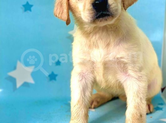 Muhteşem Labrador Retriever Dişi Ve Erkek Yavrularımız görsel