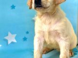 Muhteşem Labrador Retriever Dişi Ve Erkek Yavrularımız
