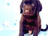 En Güzel Labrador Bebekler