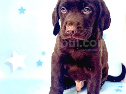 En Güzel Labrador Bebekler görsel