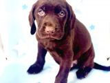 En Güzel Labrador Bebekler