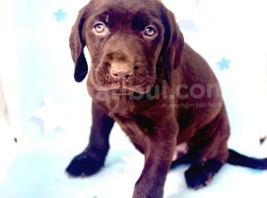 En Güzel Labrador Bebekler görsel