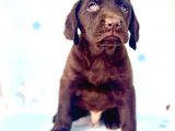 En Güzel Labrador Bebekler