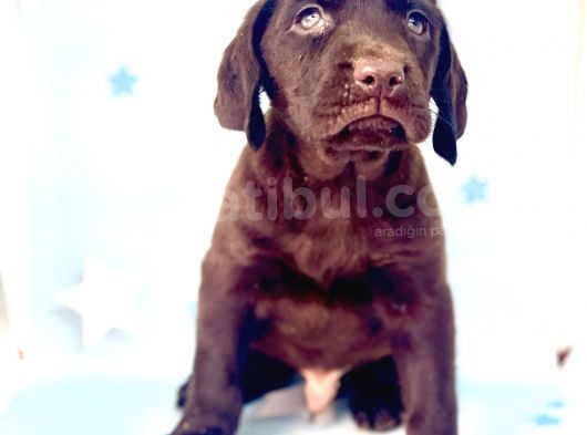 En Güzel Labrador Bebekler görsel