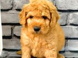 Gerçek Orji̇nal Malti̇poo Bebekler Poodle Ayarinda