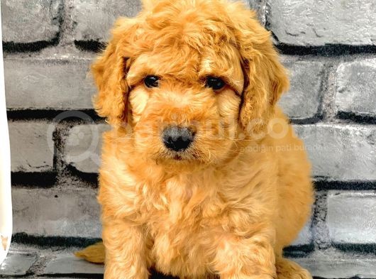 Gerçek Orji̇nal Malti̇poo Bebekler Poodle Ayarinda görsel