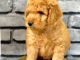 Gerçek Orji̇nal Malti̇poo Bebekler Poodle Ayarinda