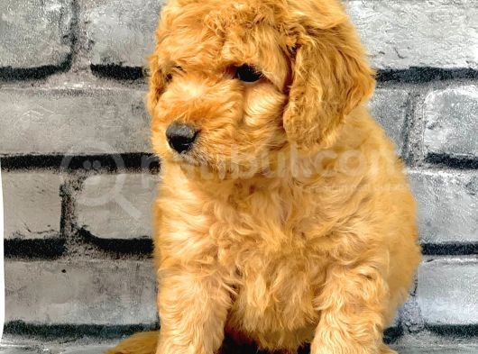 Gerçek Orji̇nal Malti̇poo Bebekler Poodle Ayarinda görsel