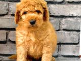 Gerçek Orji̇nal Malti̇poo Bebekler Poodle Ayarinda