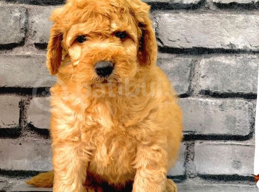 Gerçek Orji̇nal Malti̇poo Bebekler Poodle Ayarinda görsel
